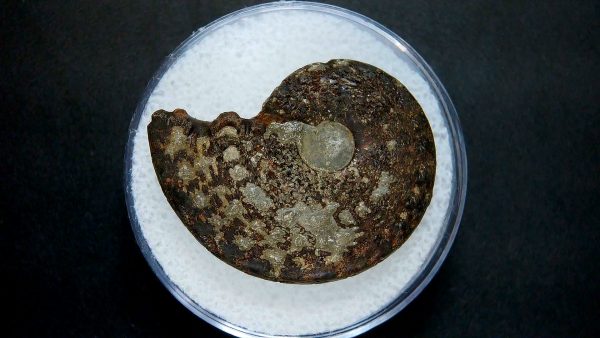 Genuine Jurassic Age Ammonite in Gem Jar Fossil for Sale from France #4a