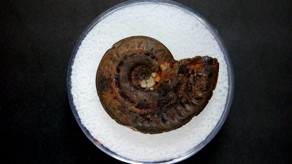 Genuine Jurassic Age Ammonite in Gem Jar Fossil for Sale from France #5