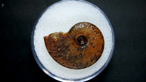 Genuine Jurassic Age Ammonite in Gem Jar Fossil for Sale from France #50