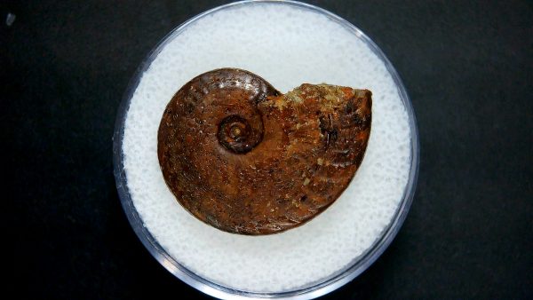 Genuine Jurassic Age Ammonite in Gem Jar Fossil for Sale from France #50a