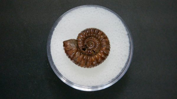 Genuine Jurassic Age Ammonite in Gem Jar Fossil for Sale from France #51