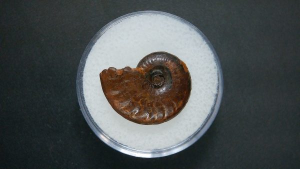 Genuine Jurassic Age Ammonite in Gem Jar Fossil for Sale from France #52