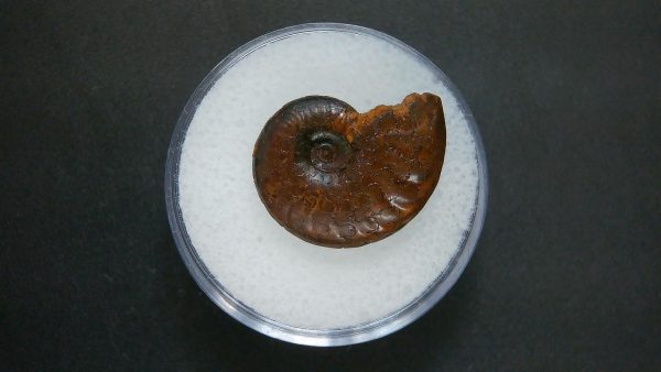 Genuine Jurassic Age Ammonite in Gem Jar Fossil for Sale from France #52a