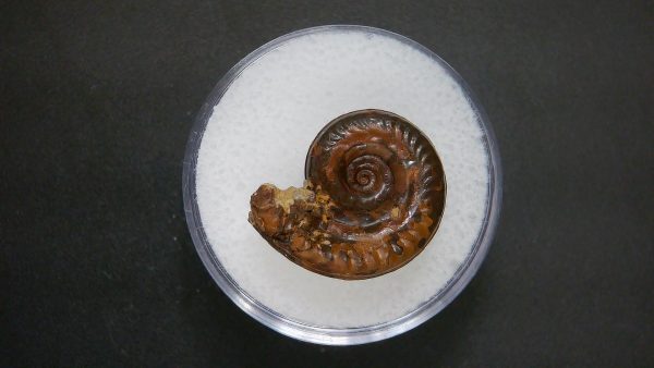 Genuine Jurassic Age Ammonite in Gem Jar Fossil for Sale from France #53