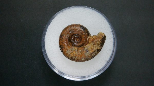 Genuine Jurassic Age Ammonite in Gem Jar Fossil for Sale from France #53a