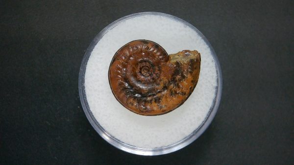 Genuine Jurassic Age Ammonite in Gem Jar Fossil for Sale from France #54