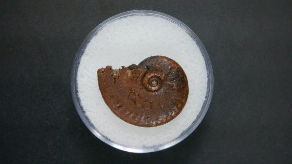 Genuine Jurassic Age Ammonite in Gem Jar Fossil for Sale from France #55a