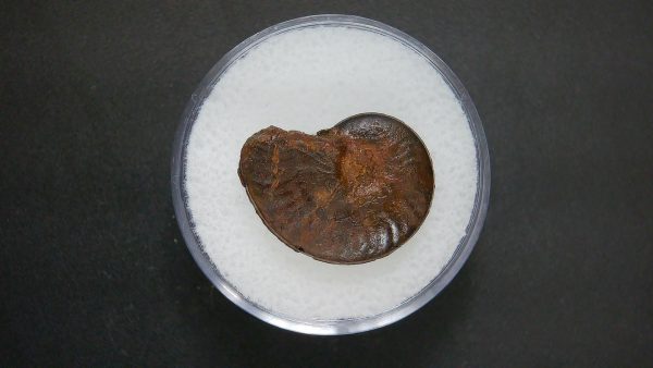 Genuine Jurassic Age Ammonite in Gem Jar Fossil for Sale from France #56