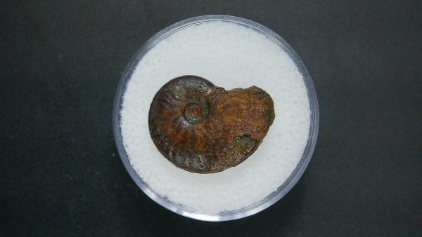 Genuine Jurassic Age Ammonite in Gem Jar Fossil for Sale from France #56a