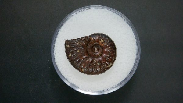 Genuine Jurassic Age Ammonite in Gem Jar Fossil for Sale from France #57