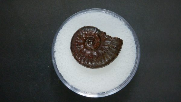 Genuine Jurassic Age Ammonite in Gem Jar Fossil for Sale from France #57a