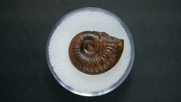 Genuine Jurassic Age Ammonite in Gem Jar Fossil for Sale from France #58