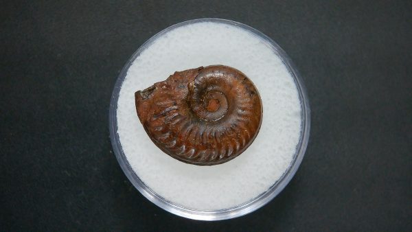 Genuine Jurassic Age Ammonite in Gem Jar Fossil for Sale from France #58a