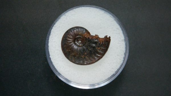 Genuine Jurassic Age Ammonite in Gem Jar Fossil for Sale from France #59