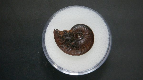 Genuine Jurassic Age Ammonite in Gem Jar Fossil for Sale from France #59a