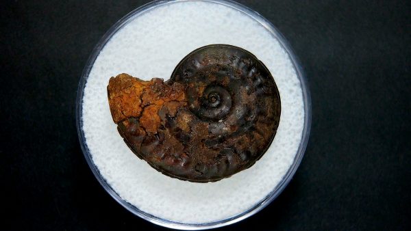 Genuine Jurassic Age Ammonite in Gem Jar Fossil for Sale from France #5a