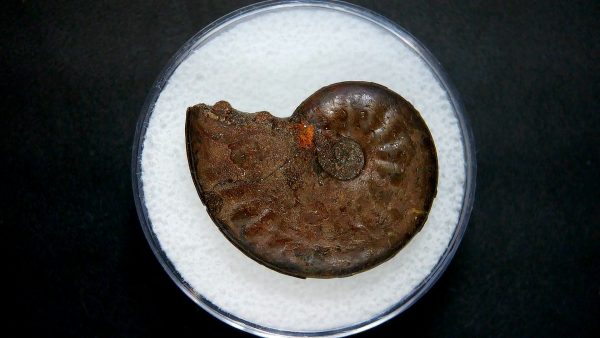 Genuine Jurassic Age Ammonite in Gem Jar Fossil for Sale from France #6