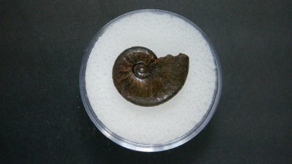 Genuine Jurassic Age Ammonite in Gem Jar Fossil for Sale from France #60