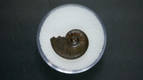 Genuine Jurassic Age Ammonite in Gem Jar Fossil for Sale from France #60a