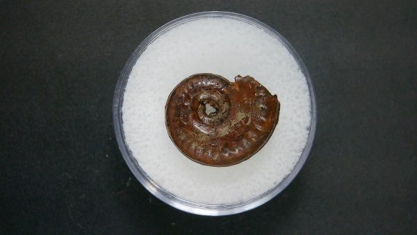 Genuine Jurassic Age Ammonite in Gem Jar Fossil for Sale from France #61