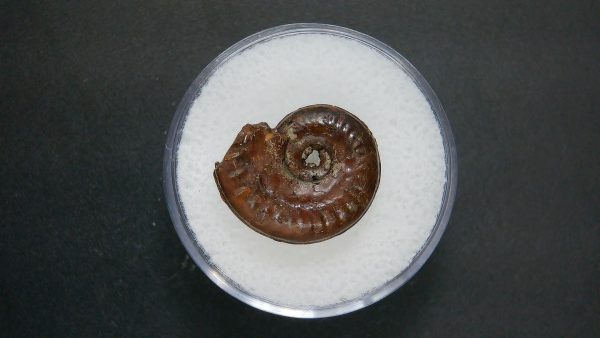 Genuine Jurassic Age Ammonite in Gem Jar Fossil for Sale from France #61a