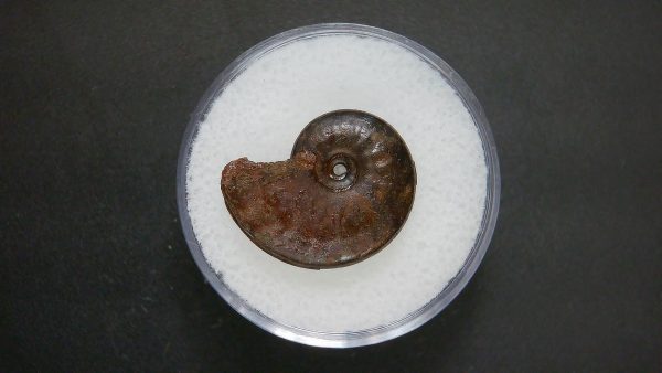 Genuine Jurassic Age Ammonite in Gem Jar Fossil for Sale from France #62a