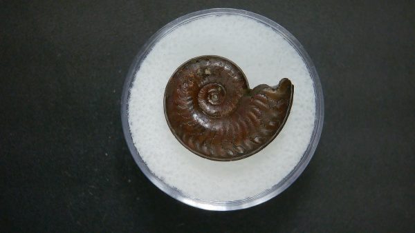 Genuine Jurassic Age Ammonite in Gem Jar Fossil for Sale from France #64