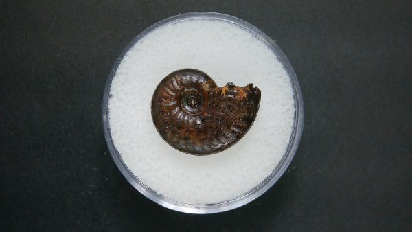 Genuine Jurassic Age Ammonite in Gem Jar Fossil for Sale from France #65