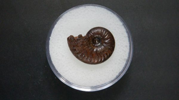 Genuine Jurassic Age Ammonite in Gem Jar Fossil for Sale from France #65a