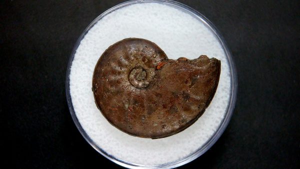 Genuine Jurassic Age Ammonite in Gem Jar Fossil for Sale from France #6a