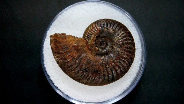 Genuine Jurassic Age Ammonite in Gem Jar Fossil for Sale from France #7