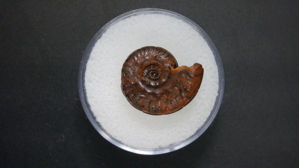 Genuine Jurassic Age Ammonite in Gem Jar Fossil for Sale from France #71