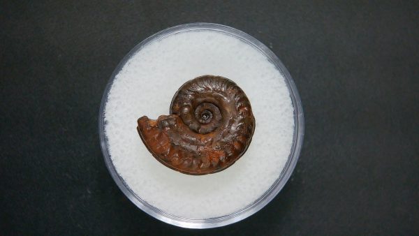 Genuine Jurassic Age Ammonite in Gem Jar Fossil for Sale from France #71a