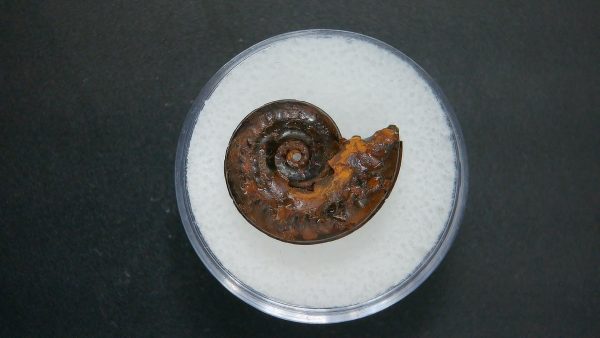 Genuine Jurassic Age Ammonite in Gem Jar Fossil for Sale from France #73