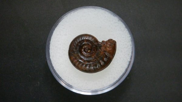 Genuine Jurassic Age Ammonite in Gem Jar Fossil for Sale from France #74