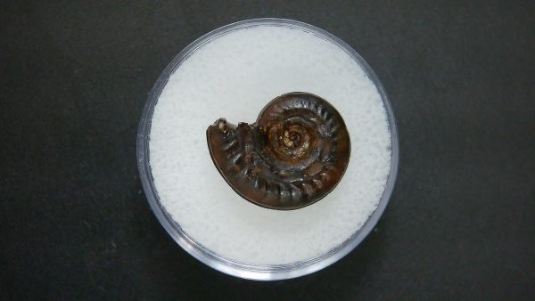 Genuine Jurassic Age Ammonite in Gem Jar Fossil for Sale from France #74a