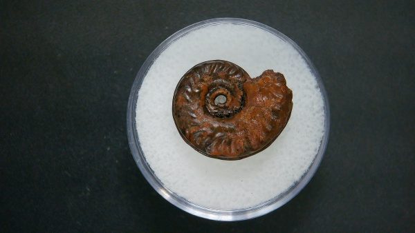 Genuine Jurassic Age Ammonite in Gem Jar Fossil for Sale from France #75