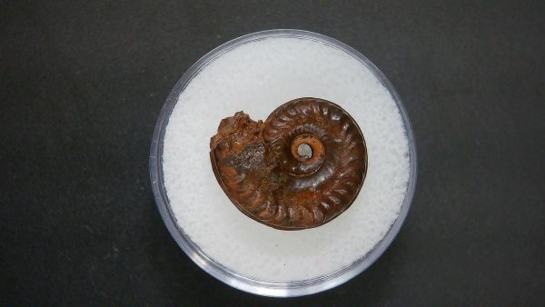 Genuine Jurassic Age Ammonite in Gem Jar Fossil for Sale from France #75a