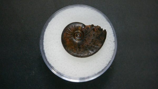 Genuine Jurassic Age Ammonite in Gem Jar Fossil for Sale from France #76