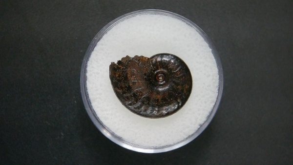 Genuine Jurassic Age Ammonite in Gem Jar Fossil for Sale from France #76a