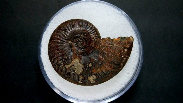 Genuine Jurassic Age Ammonite in Gem Jar Fossil for Sale from France #7a