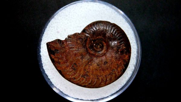 Genuine Jurassic Age Ammonite in Gem Jar Fossil for Sale from France #8