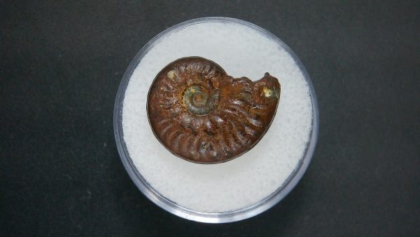 Genuine Jurassic Age Ammonite in Gem Jar Fossil for Sale from France #81