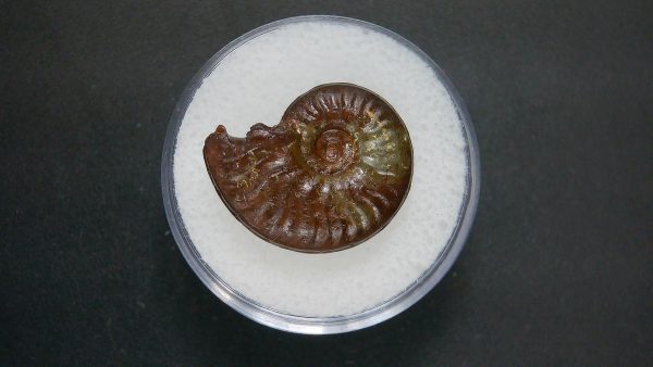 Genuine Jurassic Age Ammonite in Gem Jar Fossil for Sale from France #81a