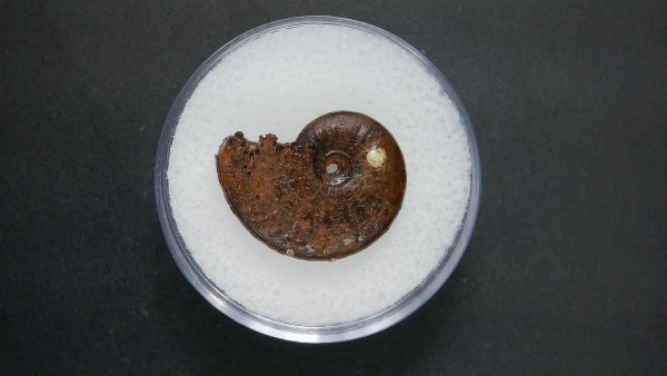 Genuine Jurassic Age Ammonite in Gem Jar Fossil for Sale from France #82a