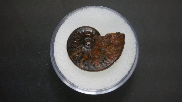 Genuine Jurassic Age Ammonite in Gem Jar Fossil for Sale from France #83