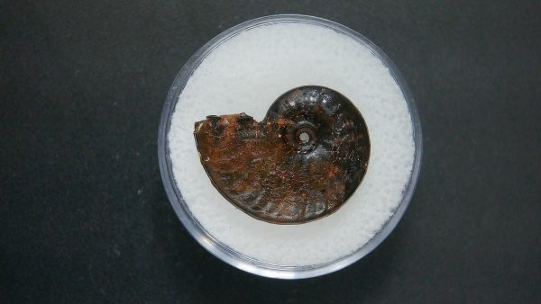 Genuine Jurassic Age Ammonite in Gem Jar Fossil for Sale from France #83a