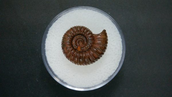 Genuine Jurassic Age Ammonite in Gem Jar Fossil for Sale from France #84