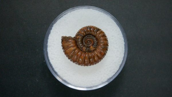 Genuine Jurassic Age Ammonite in Gem Jar Fossil for Sale from France #84a