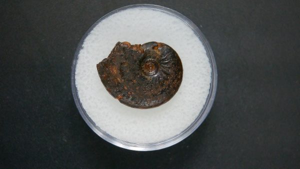 Genuine Jurassic Age Ammonite in Gem Jar Fossil for Sale from France #87a